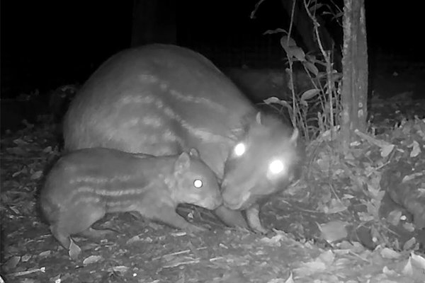 Nueva Cría de Paca en el Proyecto de Rewilding