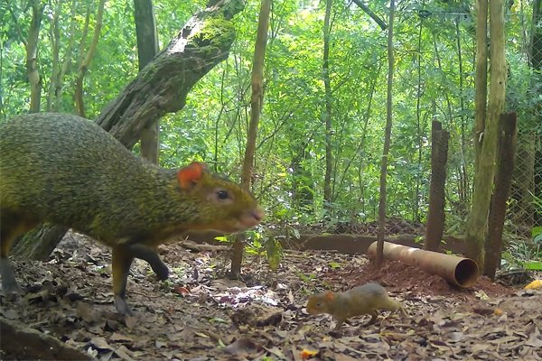 ¡Buenas noticias desde el Proyecto de Rewilding!