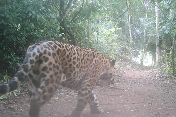 Nuevo registro de yaguareté en La Morita