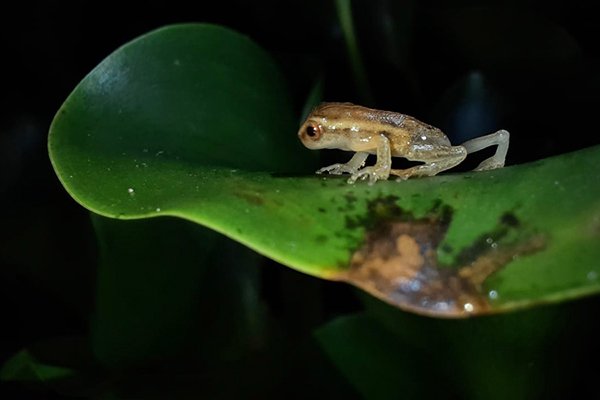Biodiversidad en San Sebastián de la Selva: un estudio destaca la riqueza de fauna en la reserva