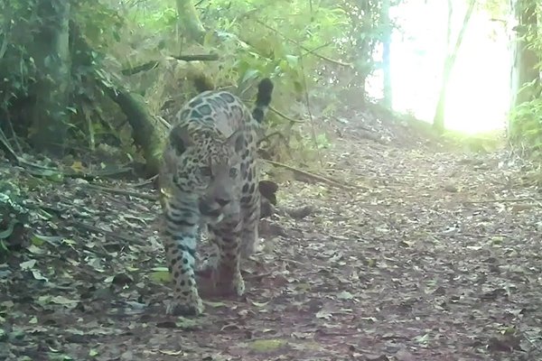 Nuevo registro de yaguareté en la Reserva La Morita: les presentamos a Kantu