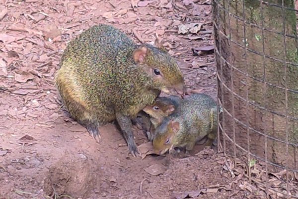 Nuevas crías de agutí en el Proyecto de Rewilding
