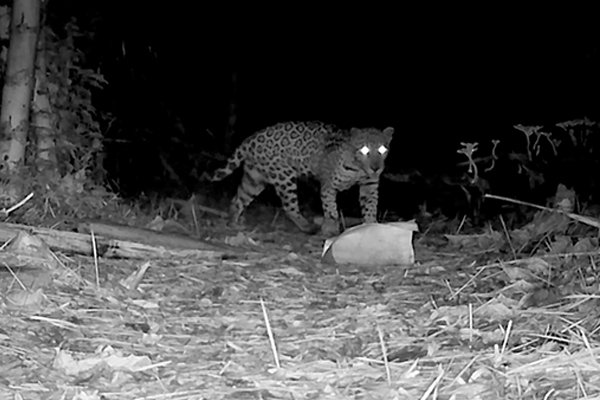 Nuevo registro de yaguareté en la Reserva La Morita: ya son nueve los individuos identificados